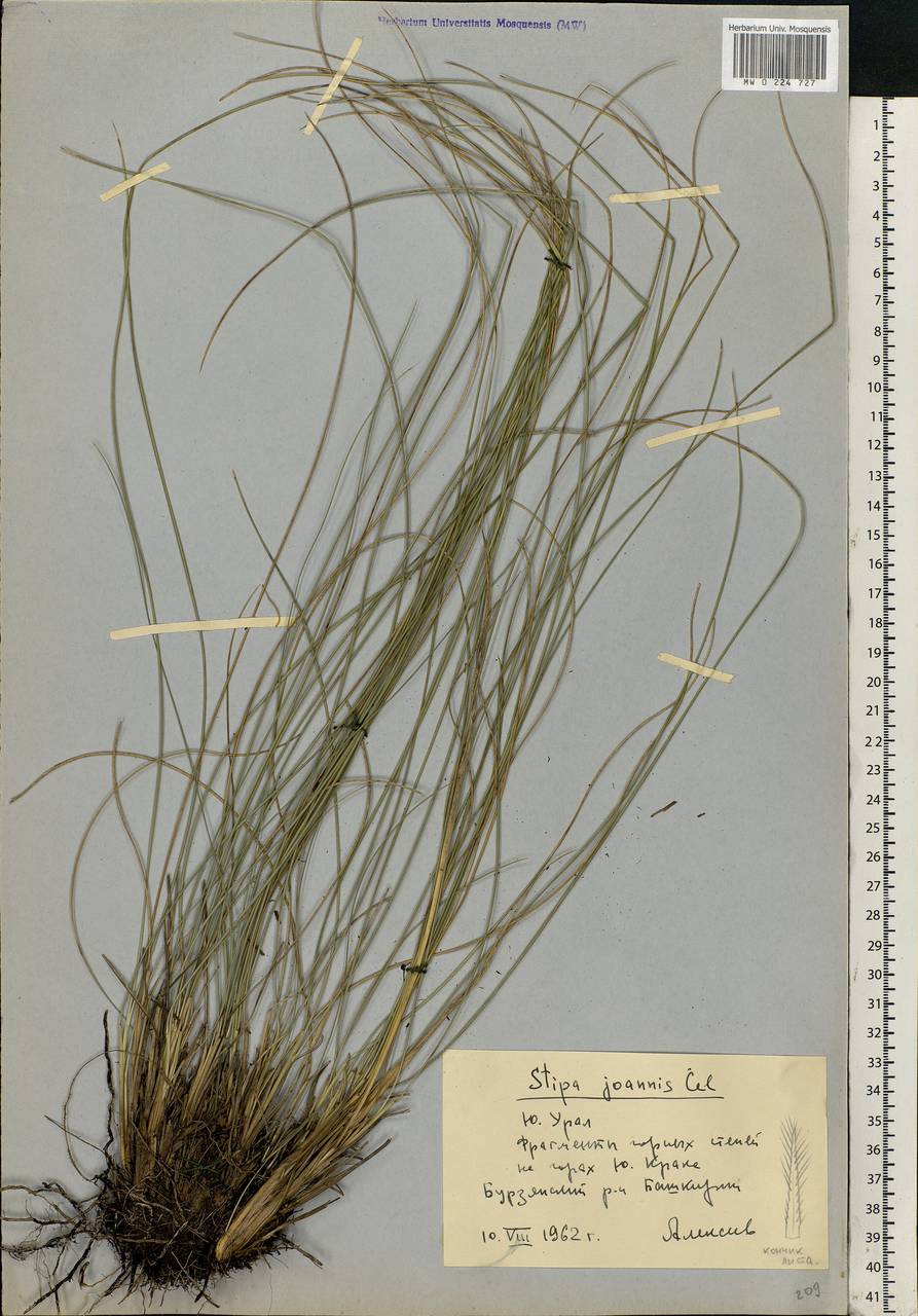 Stipa pennata L., Eastern Europe, Eastern region (E10) (Russia)