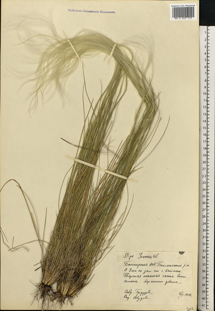 Stipa pennata L., Eastern Europe, Eastern region (E10) (Russia)