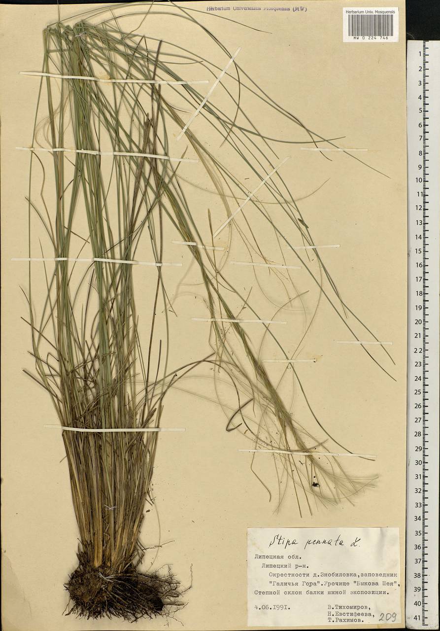 Stipa pennata L., Eastern Europe, Central forest-and-steppe region (E6) (Russia)