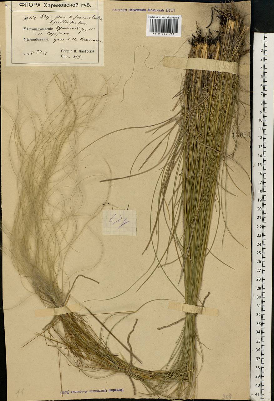 Stipa pennata L., Eastern Europe, South Ukrainian region (E12) (Ukraine)