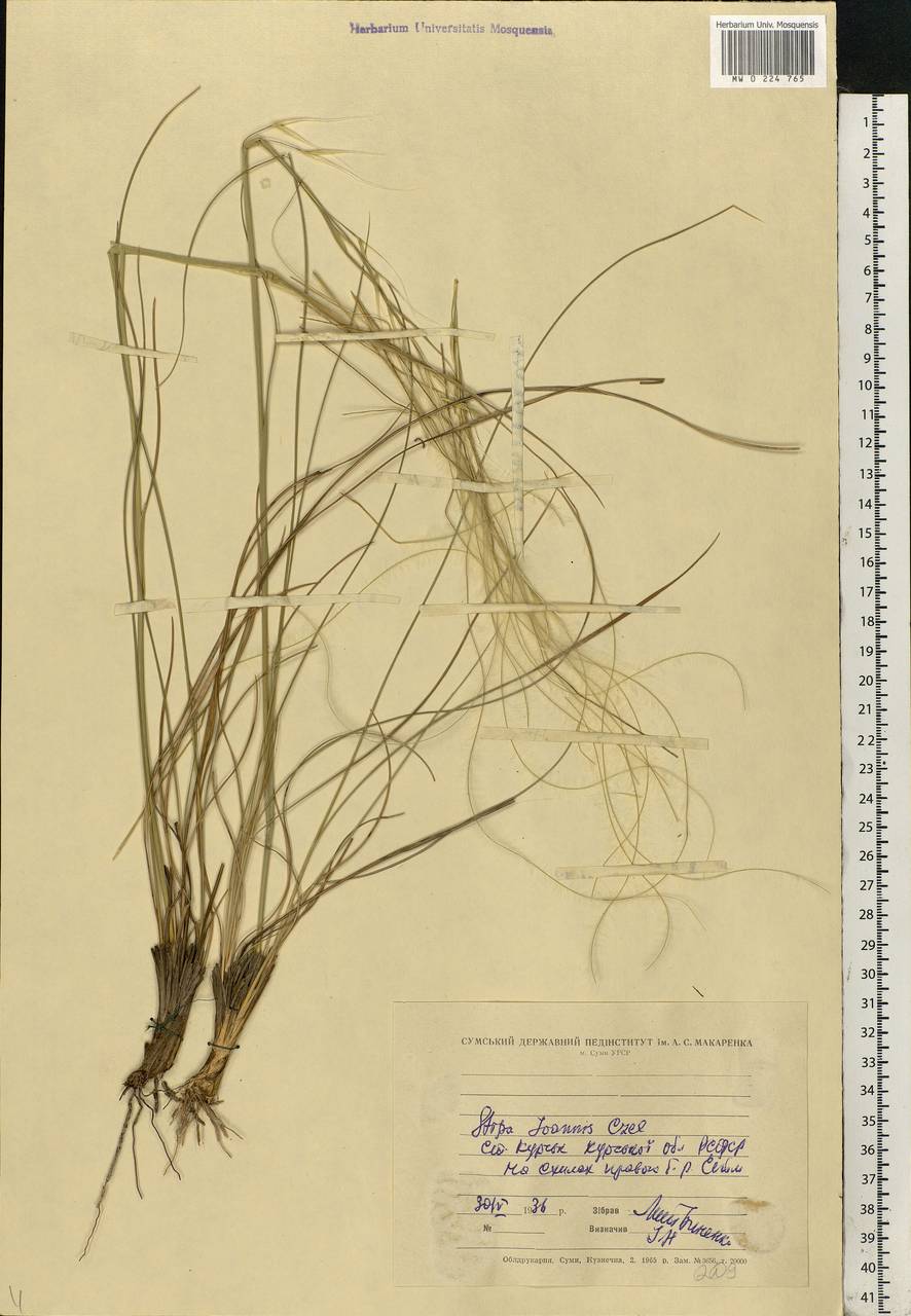 Stipa pennata L., Eastern Europe, Central forest-and-steppe region (E6) (Russia)
