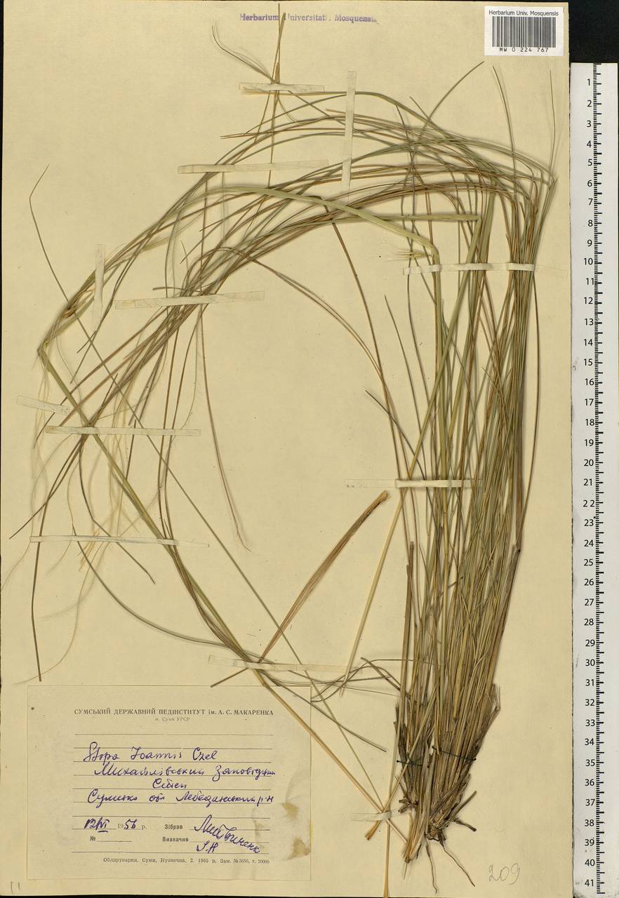 Stipa pennata L., Eastern Europe, North Ukrainian region (E11) (Ukraine)