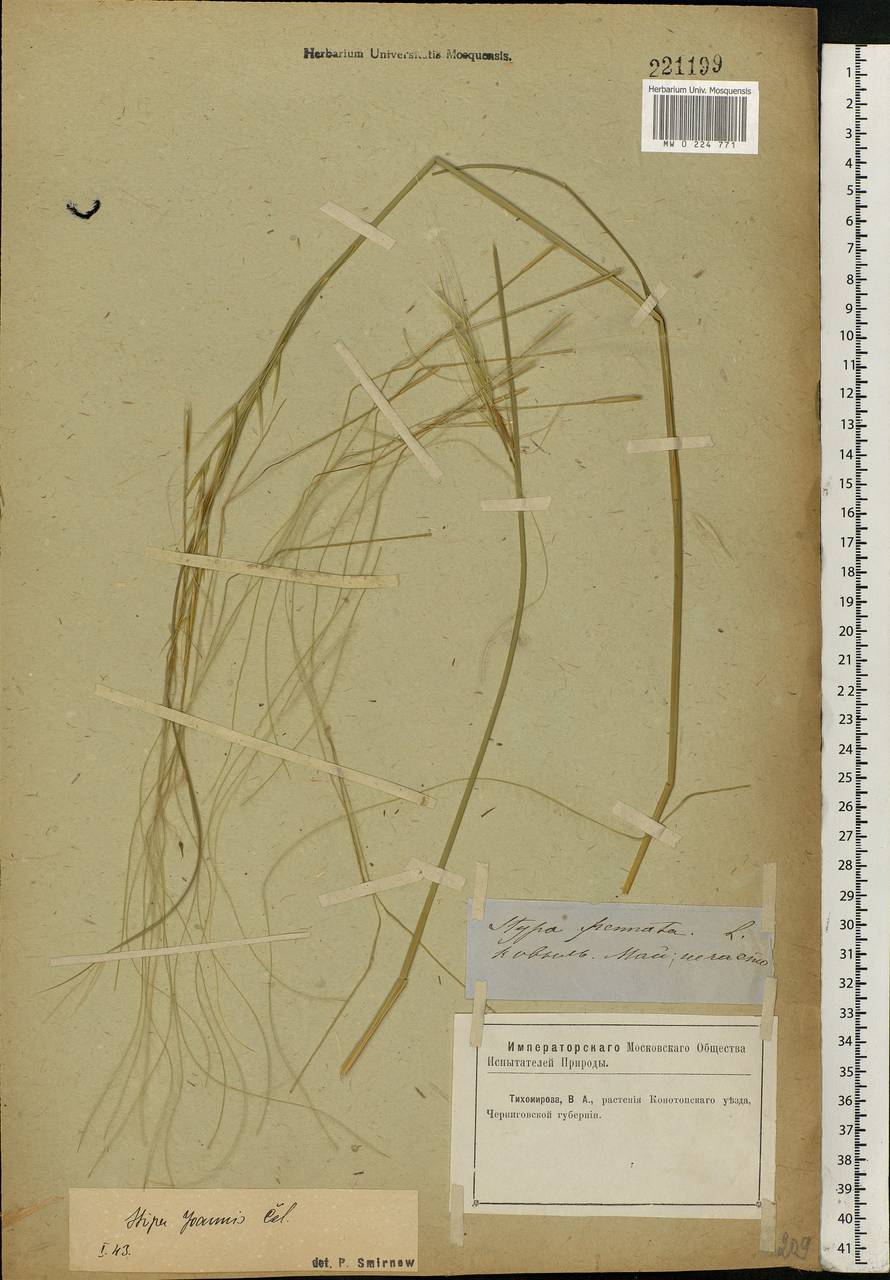 Stipa pennata L., Eastern Europe, North Ukrainian region (E11) (Ukraine)