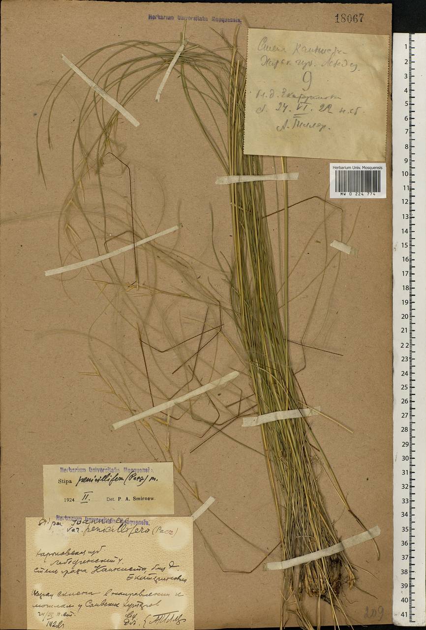 Stipa pennata L., Eastern Europe, North Ukrainian region (E11) (Ukraine)