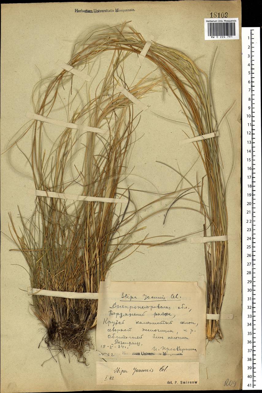 Stipa pennata L., Eastern Europe, South Ukrainian region (E12) (Ukraine)