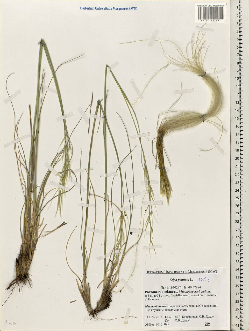 Stipa pennata L., Eastern Europe, Rostov Oblast (E12a) (Russia)