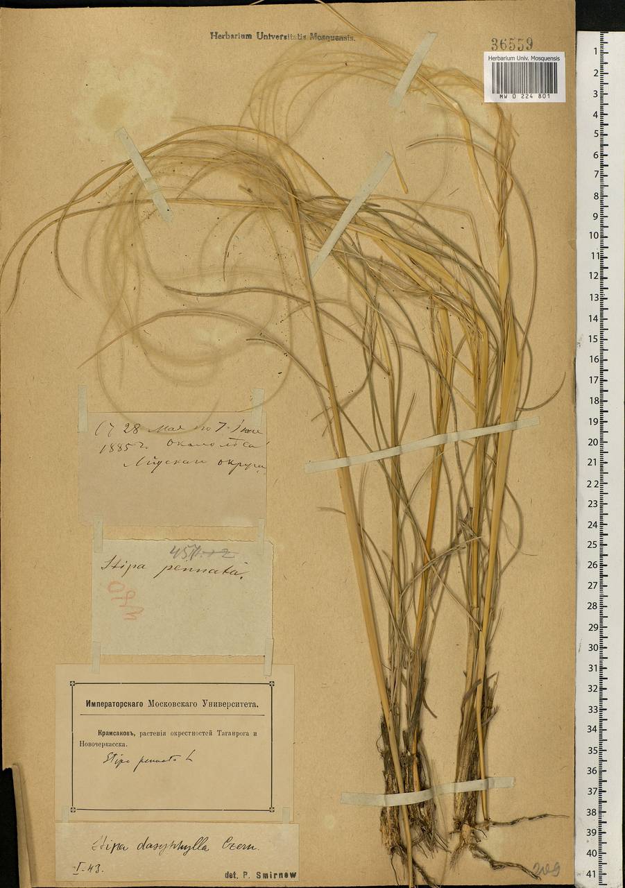 Stipa pennata L., Eastern Europe, Rostov Oblast (E12a) (Russia)