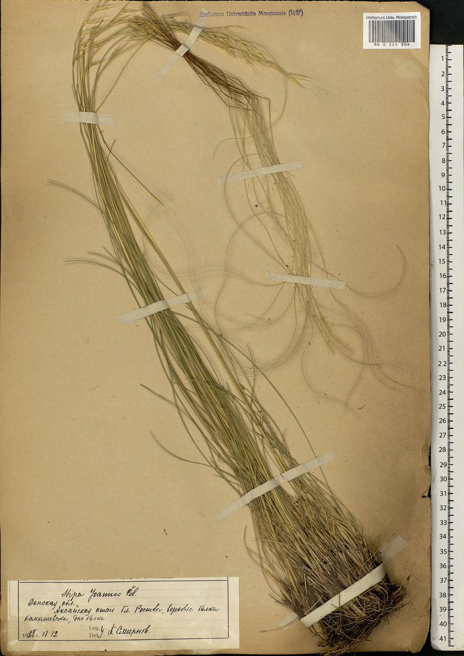 Stipa pennata L., Eastern Europe, Rostov Oblast (E12a) (Russia)