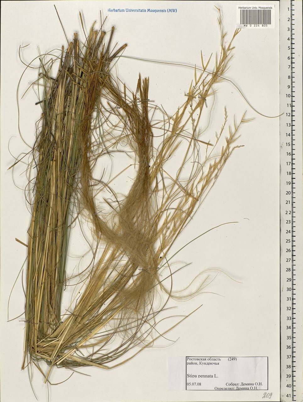 Stipa pennata L., Eastern Europe, Rostov Oblast (E12a) (Russia)