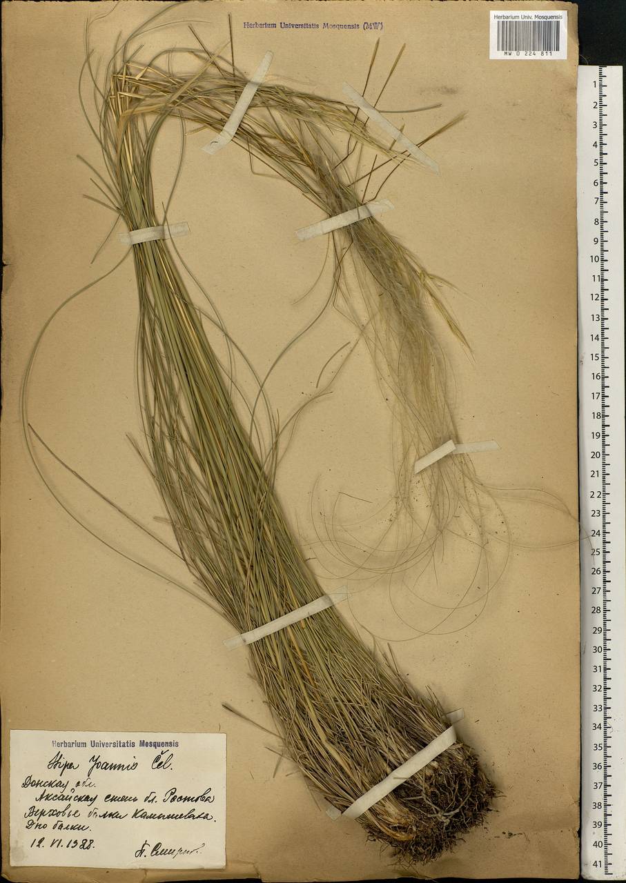 Stipa pennata L., Eastern Europe, Rostov Oblast (E12a) (Russia)