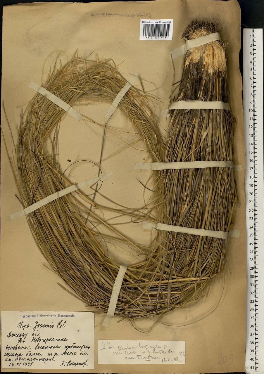 Stipa pennata L., Eastern Europe, Rostov Oblast (E12a) (Russia)