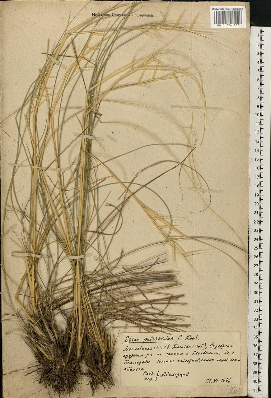 Stipa pulcherrima K.Koch, Eastern Europe, Moscow region (E4a) (Russia)