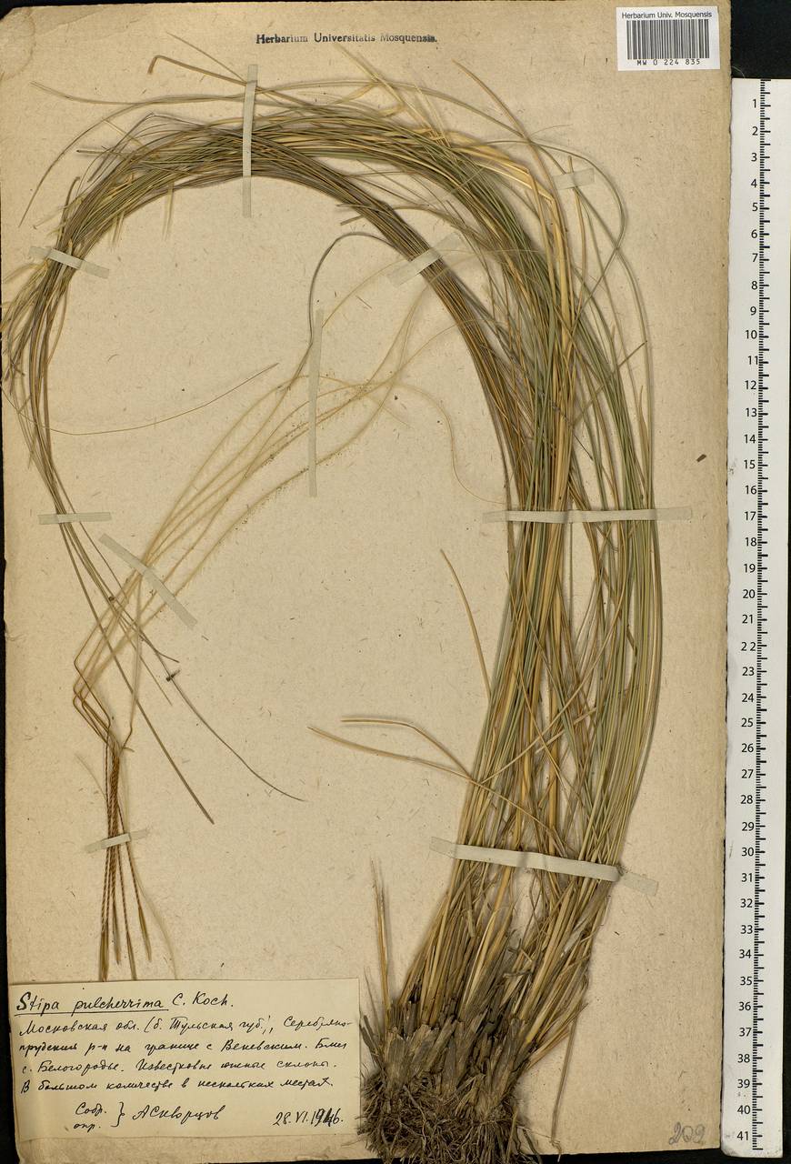 Stipa pulcherrima K.Koch, Eastern Europe, Moscow region (E4a) (Russia)