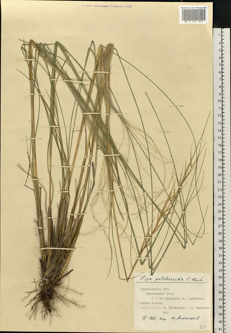 Stipa pulcherrima K.Koch, Eastern Europe, Central forest-and-steppe region (E6) (Russia)
