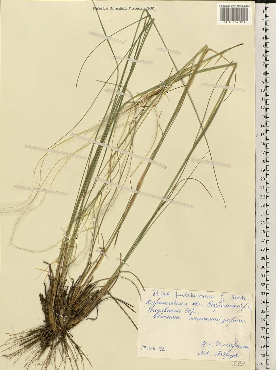 Stipa pulcherrima K.Koch, Eastern Europe, Central forest-and-steppe region (E6) (Russia)