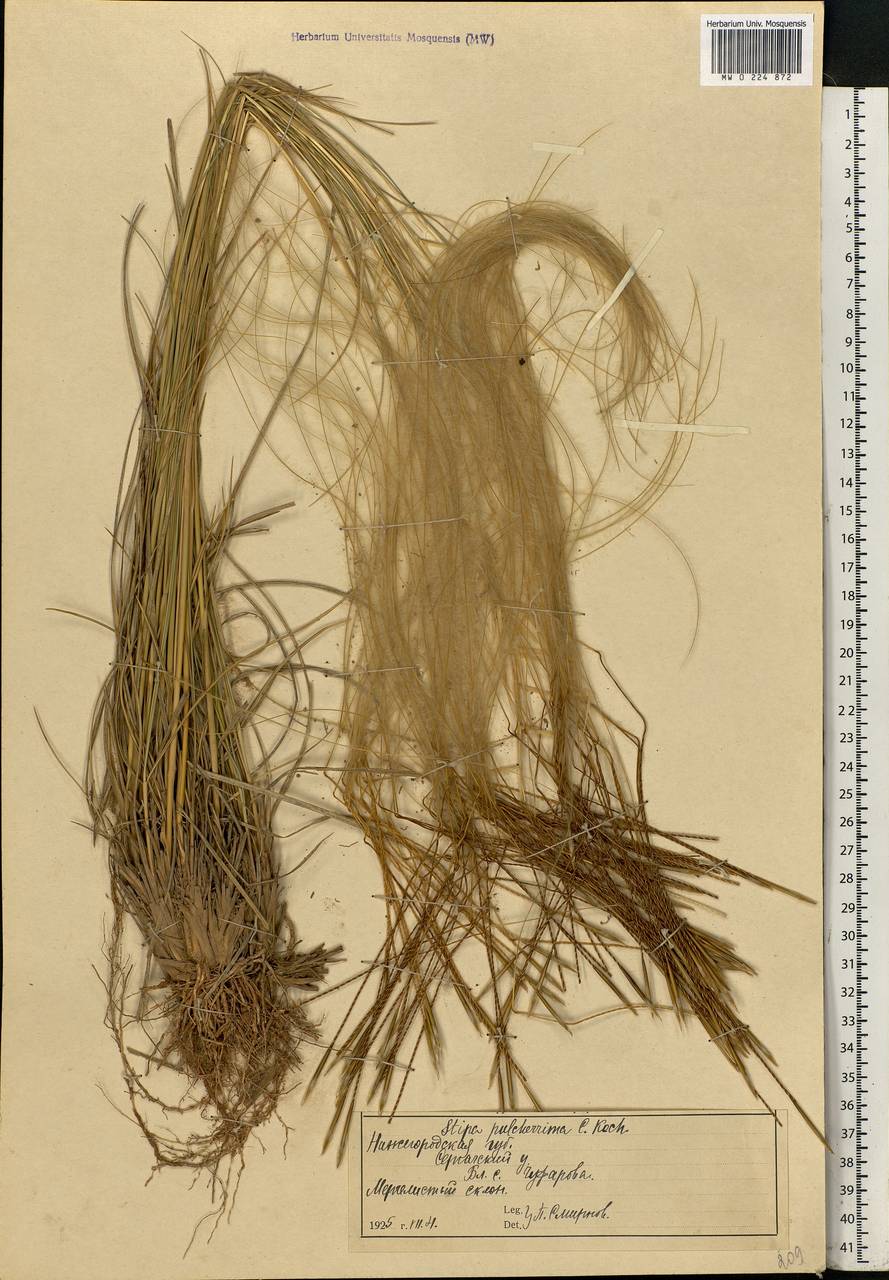 Stipa pulcherrima K.Koch, Eastern Europe, Volga-Kama region (E7) (Russia)