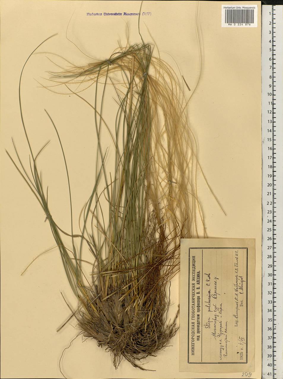 Stipa pulcherrima K.Koch, Eastern Europe, Volga-Kama region (E7) (Russia)