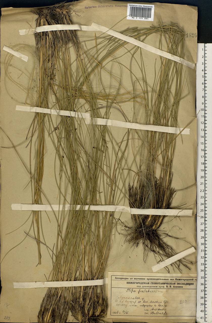 Stipa pulcherrima K.Koch, Eastern Europe, Volga-Kama region (E7) (Russia)