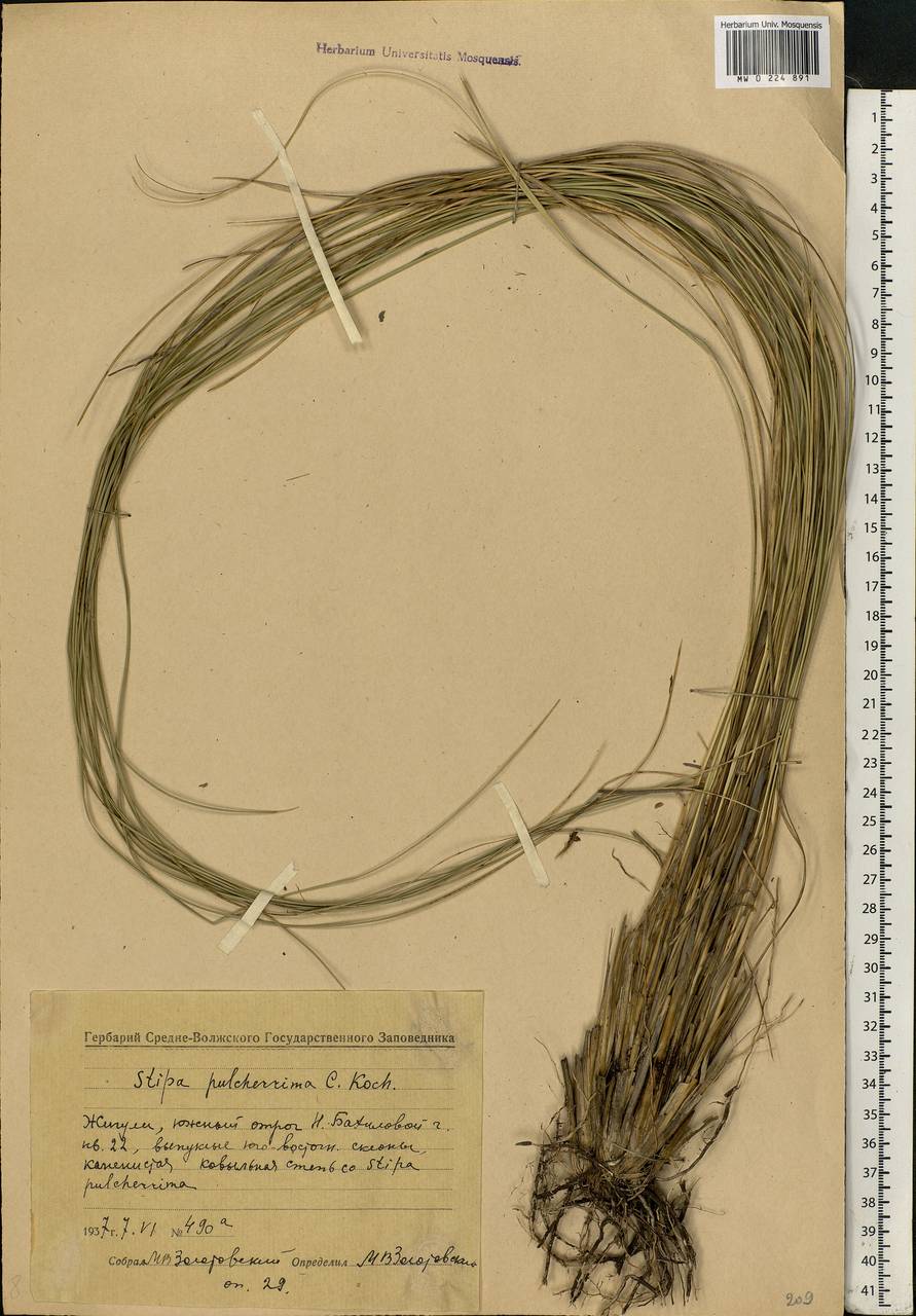 Stipa pulcherrima K.Koch, Eastern Europe, Middle Volga region (E8) (Russia)