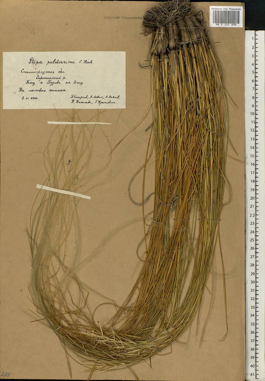 Stipa pulcherrima K.Koch, Eastern Europe, Lower Volga region (E9) (Russia)