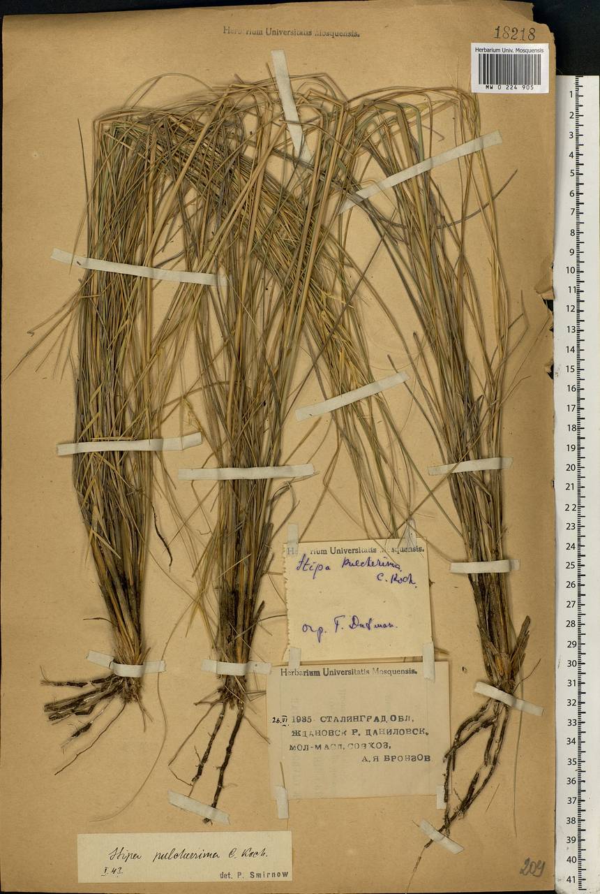 Stipa pulcherrima K.Koch, Eastern Europe, Lower Volga region (E9) (Russia)