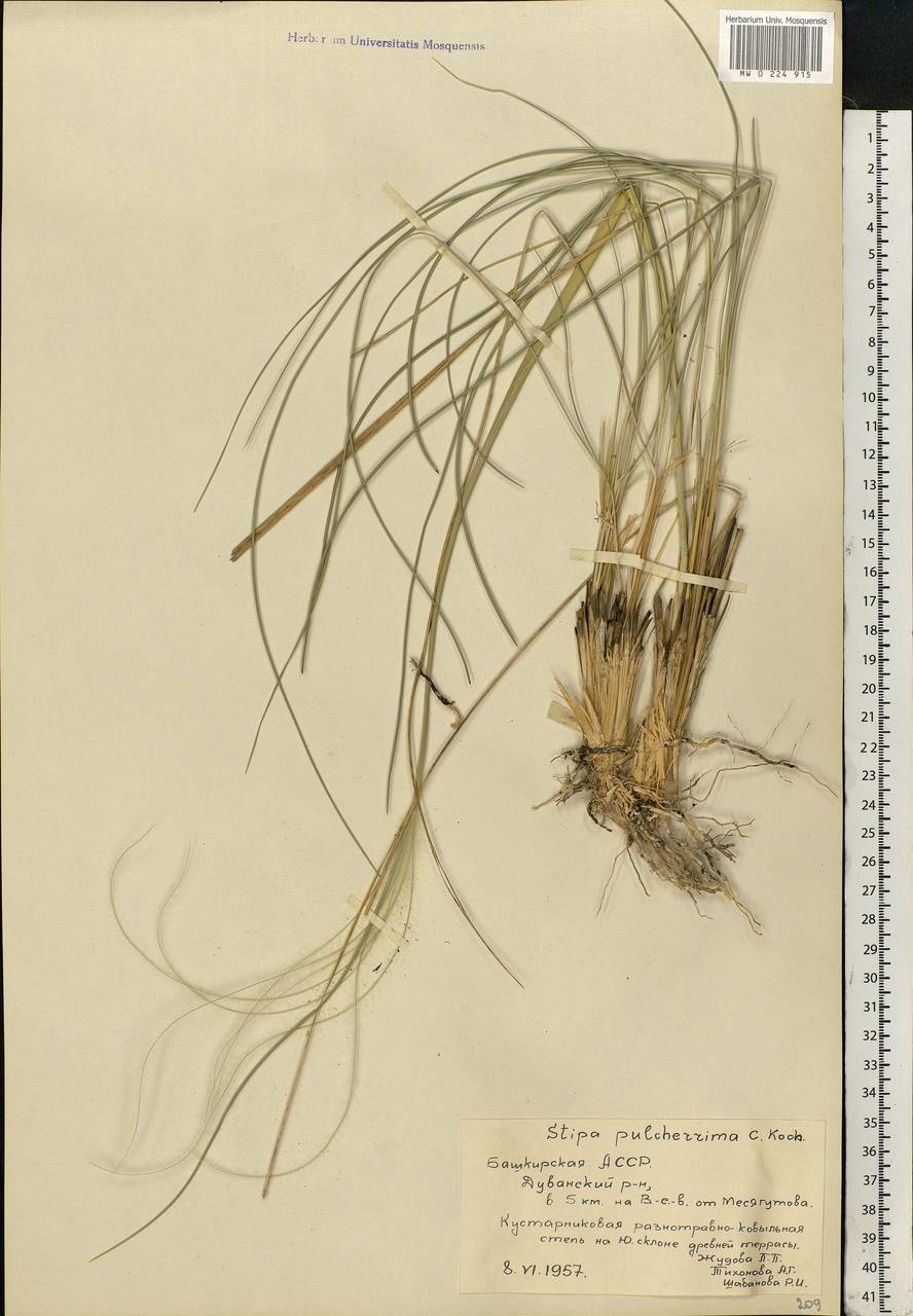 Stipa pulcherrima K.Koch, Eastern Europe, Eastern region (E10) (Russia)