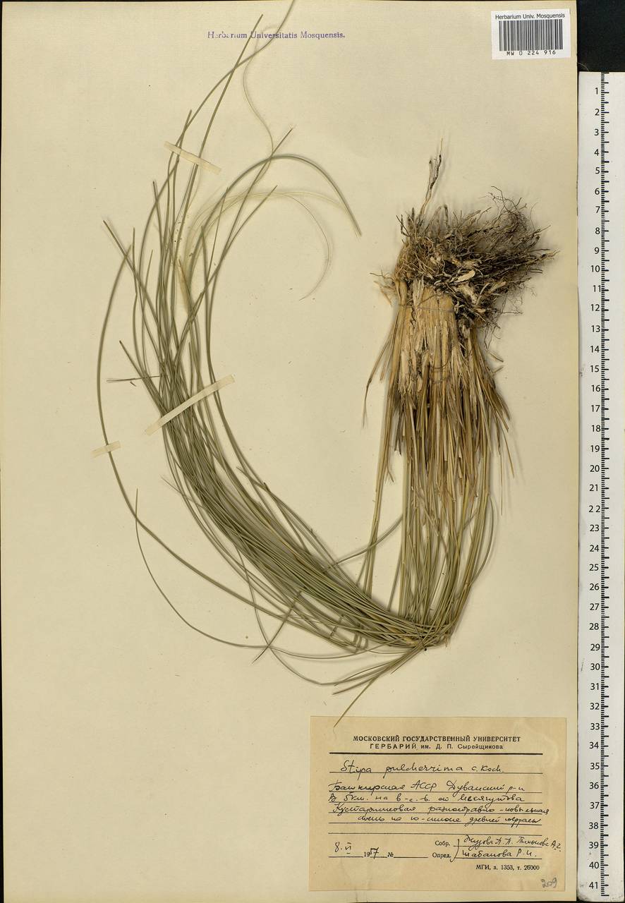 Stipa pulcherrima K.Koch, Eastern Europe, Eastern region (E10) (Russia)