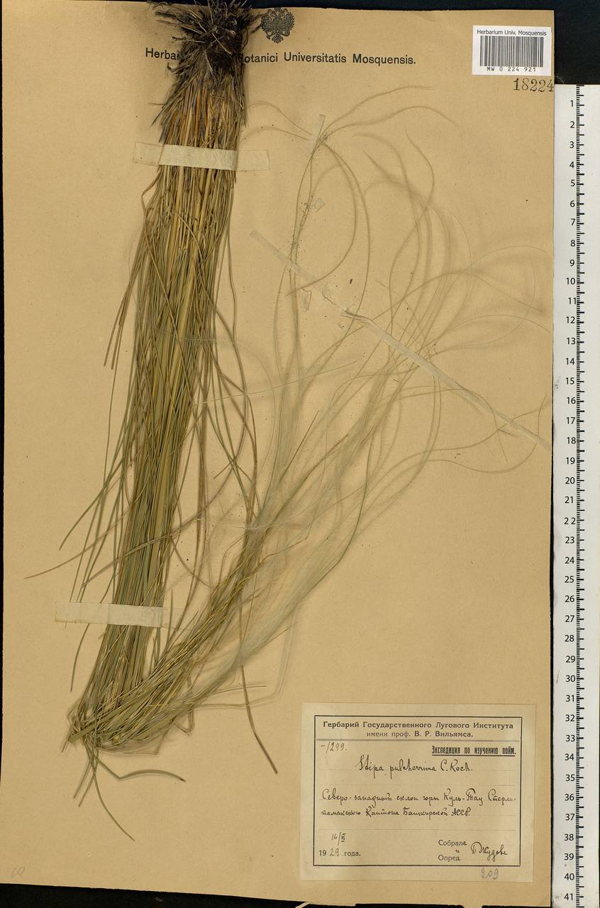 Stipa pulcherrima K.Koch, Eastern Europe, Eastern region (E10) (Russia)