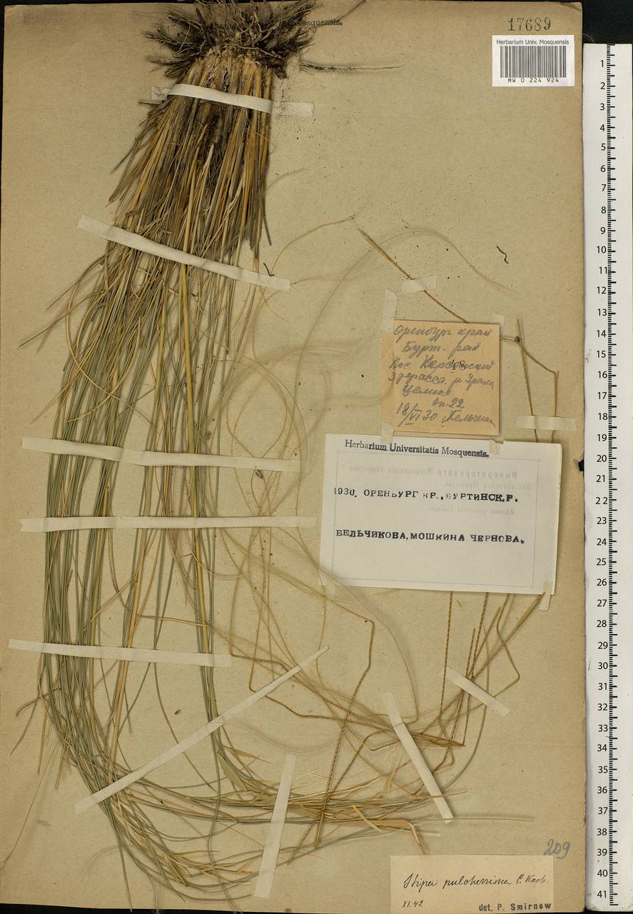 Stipa pulcherrima K.Koch, Eastern Europe, Eastern region (E10) (Russia)