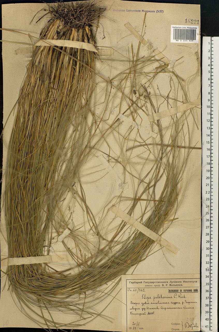 Stipa pulcherrima K.Koch, Eastern Europe, Eastern region (E10) (Russia)