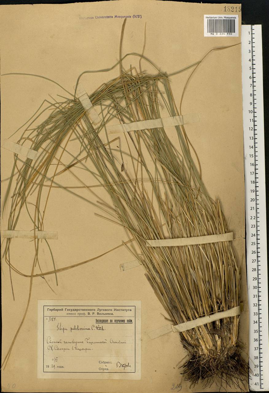 Stipa pulcherrima K.Koch, Eastern Europe, Eastern region (E10) (Russia)