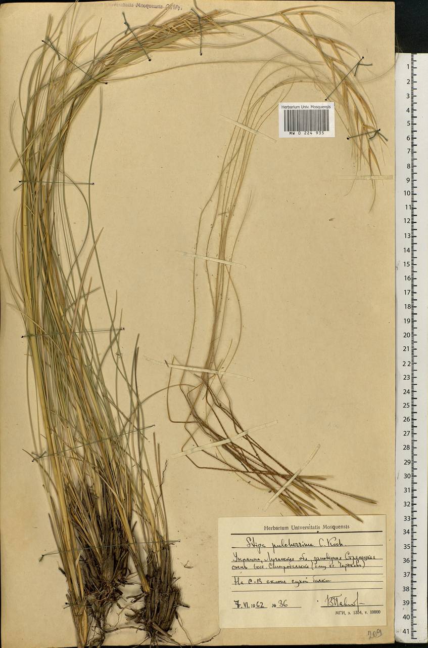 Stipa pulcherrima K.Koch, Eastern Europe, North Ukrainian region (E11) (Ukraine)