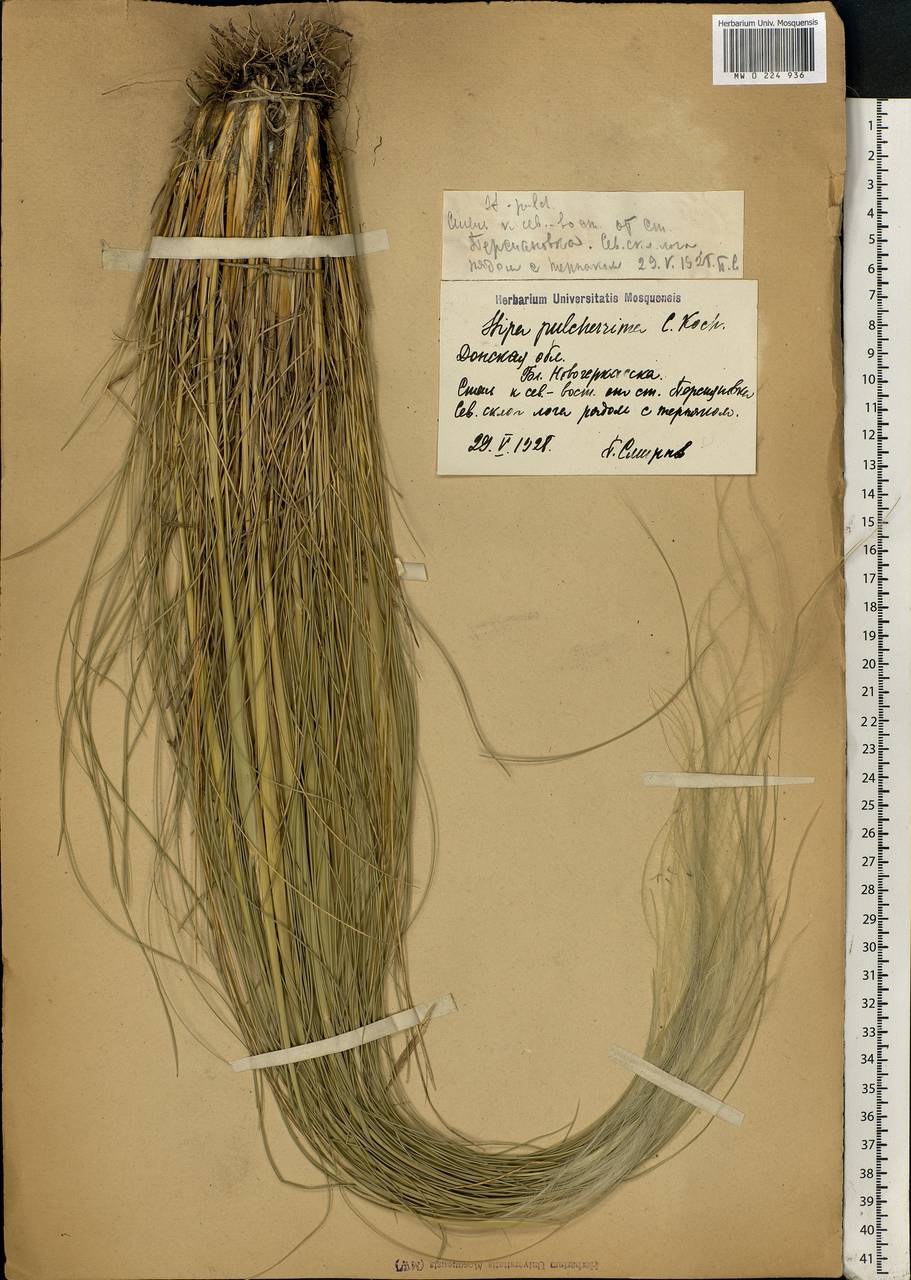 Stipa pulcherrima K.Koch, Eastern Europe, Rostov Oblast (E12a) (Russia)