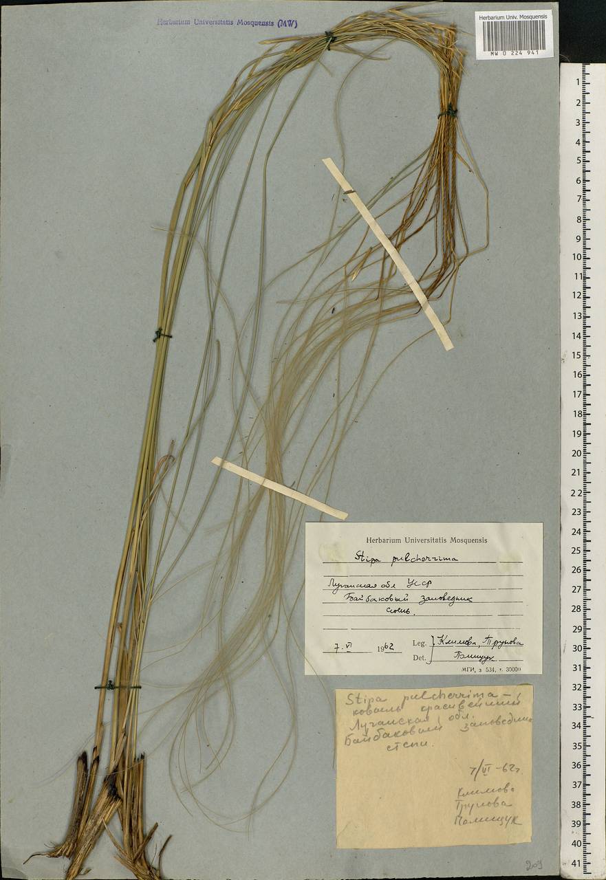 Stipa pulcherrima K.Koch, Eastern Europe, North Ukrainian region (E11) (Ukraine)