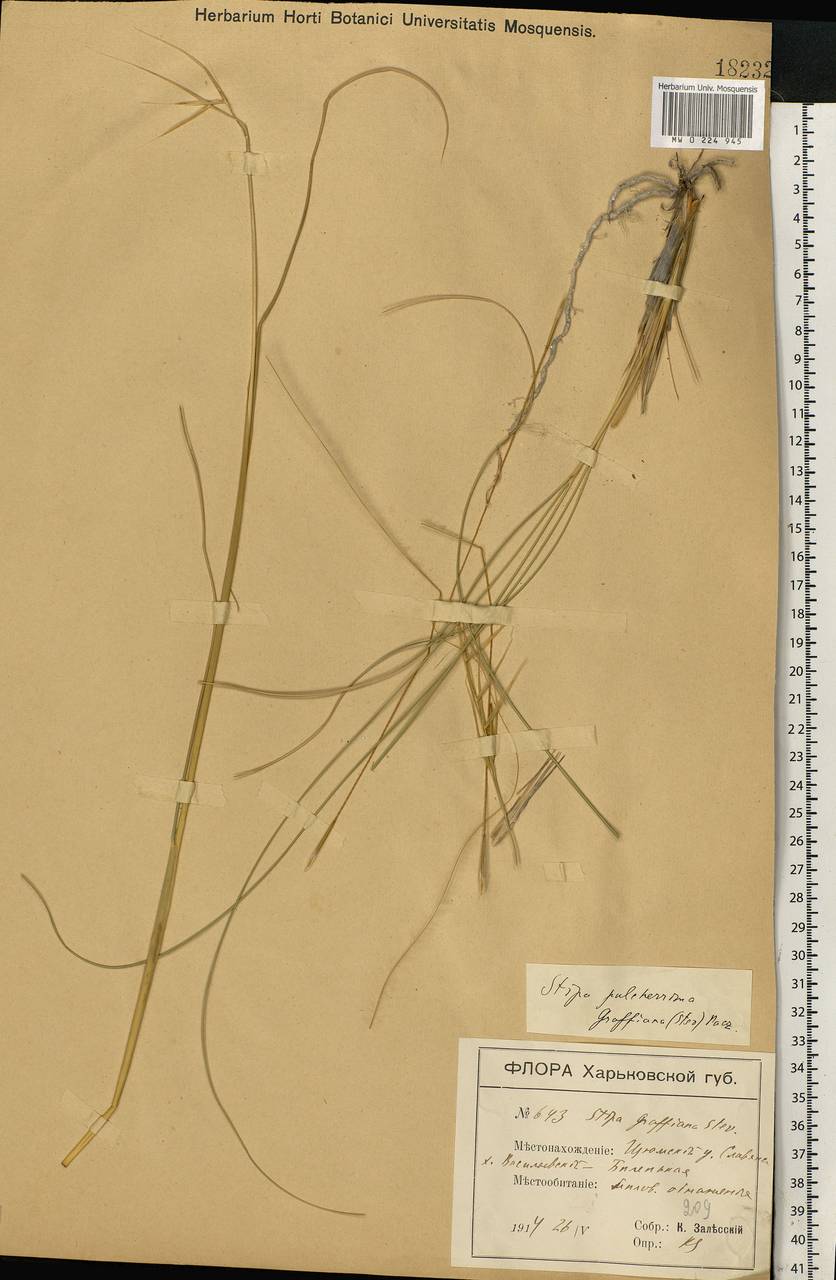 Stipa pulcherrima K.Koch, Eastern Europe, North Ukrainian region (E11) (Ukraine)