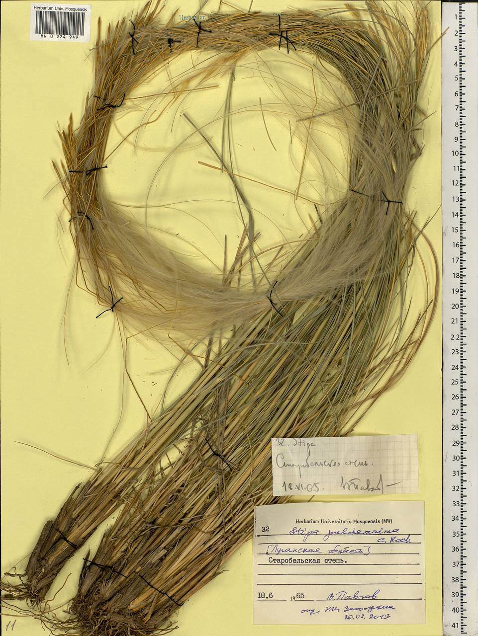 Stipa pulcherrima K.Koch, Eastern Europe, North Ukrainian region (E11) (Ukraine)