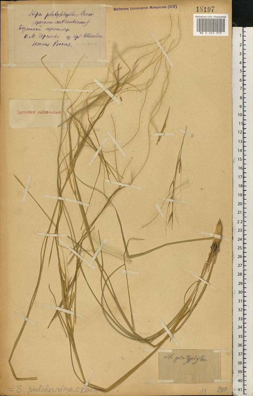 Stipa pulcherrima K.Koch, Eastern Europe, North Ukrainian region (E11) (Ukraine)