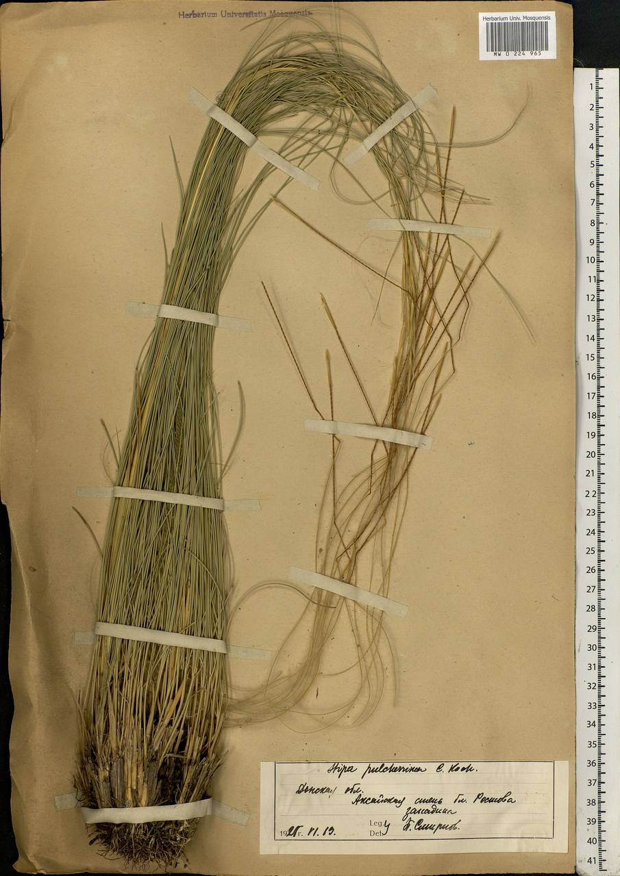 Stipa pulcherrima K.Koch, Eastern Europe, Rostov Oblast (E12a) (Russia)