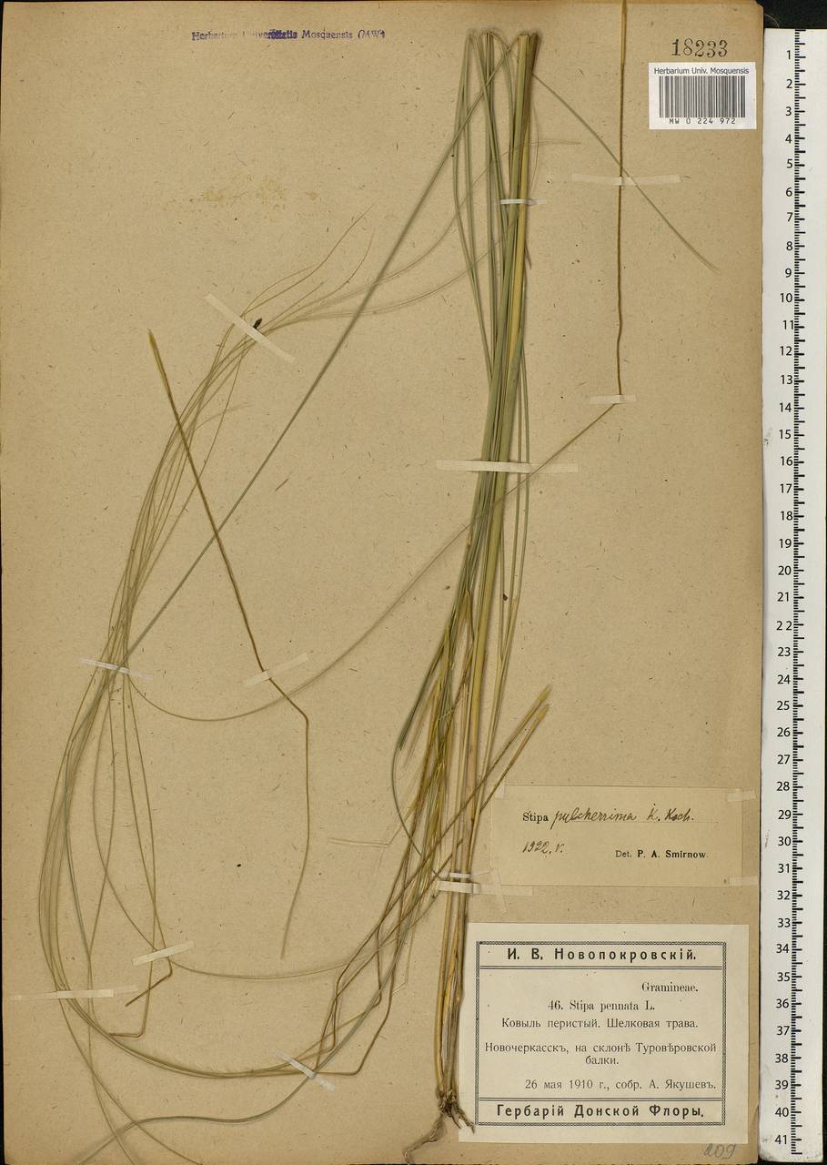 Stipa pulcherrima K.Koch, Eastern Europe, Rostov Oblast (E12a) (Russia)