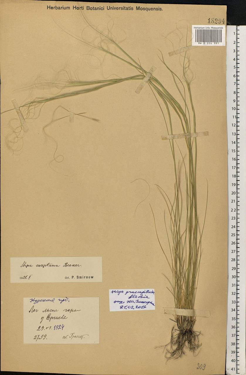 Stipa sareptana Beck, Eastern Europe, Central forest-and-steppe region (E6) (Russia)