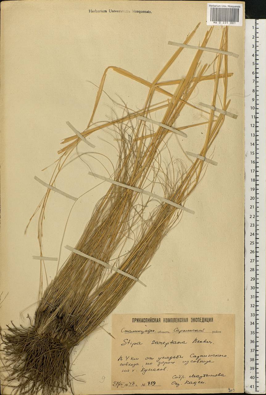 Stipa sareptana Beck, Eastern Europe, Lower Volga region (E9) (Russia)