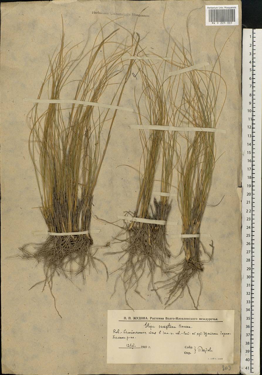 Stipa sareptana Beck, Eastern Europe, Lower Volga region (E9) (Russia)