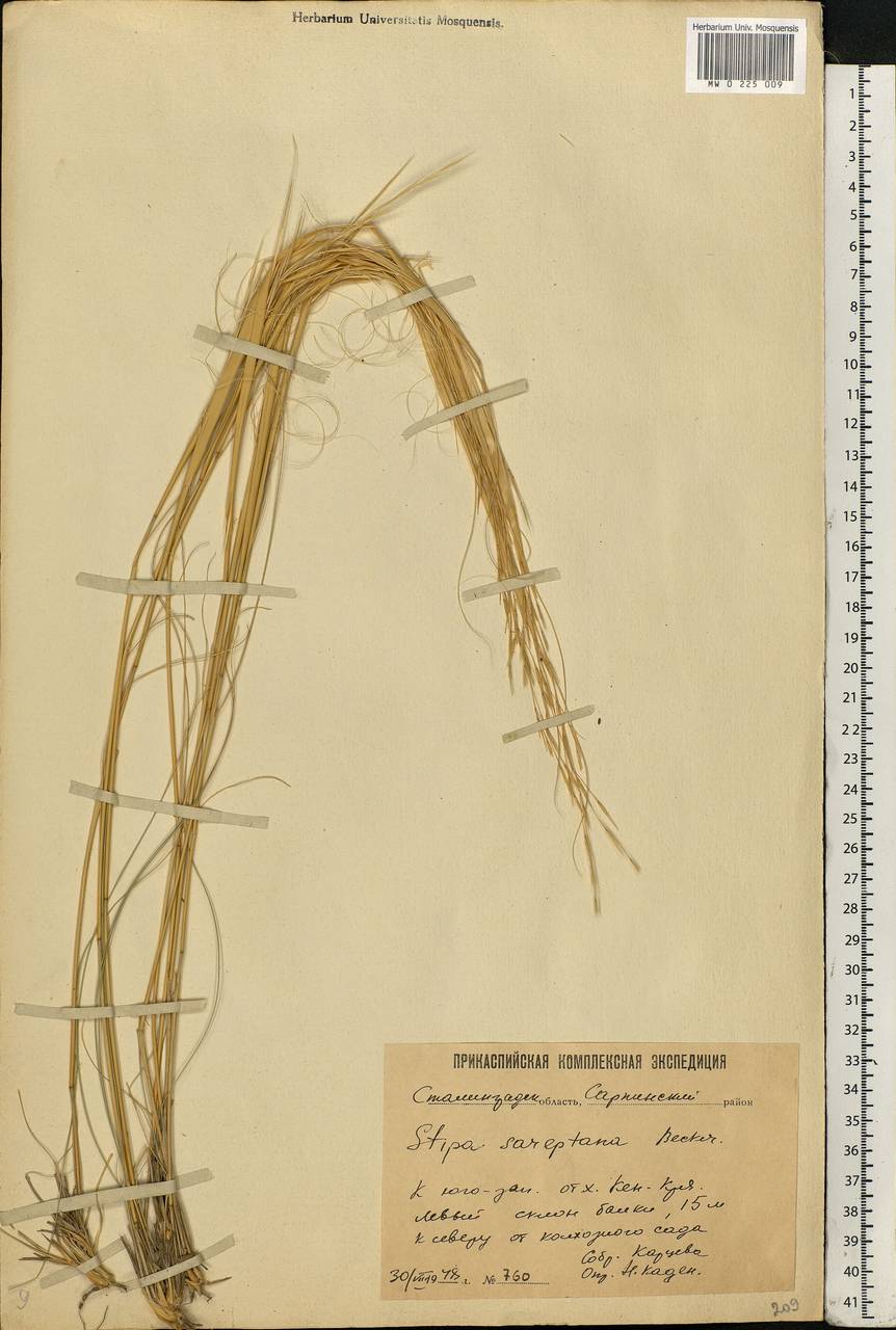 Stipa sareptana Beck, Eastern Europe, Lower Volga region (E9) (Russia)