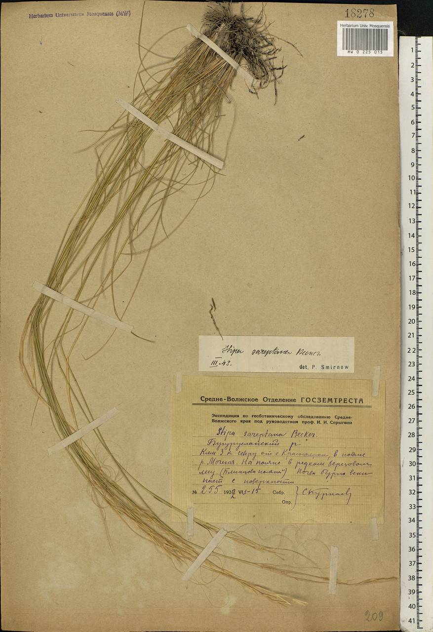 Stipa sareptana A.K.Becker, Eastern Europe, Eastern region (E10) (Russia)