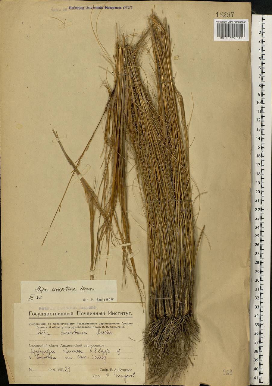 Stipa sareptana Beck, Eastern Europe, Eastern region (E10) (Russia)