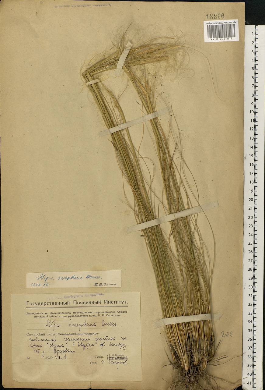 Stipa sareptana Beck, Eastern Europe, Eastern region (E10) (Russia)