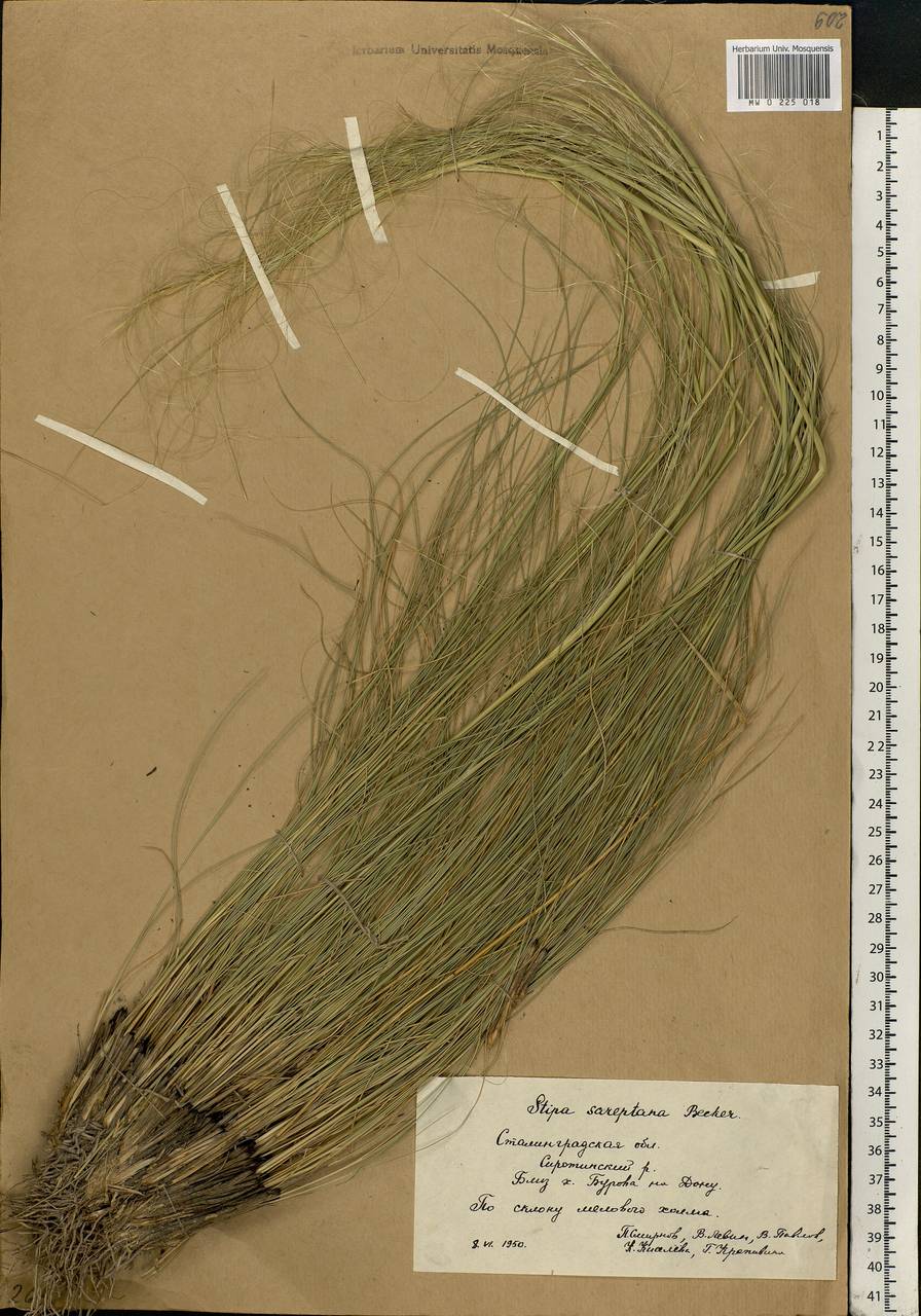 Stipa sareptana Beck, Eastern Europe, Lower Volga region (E9) (Russia)