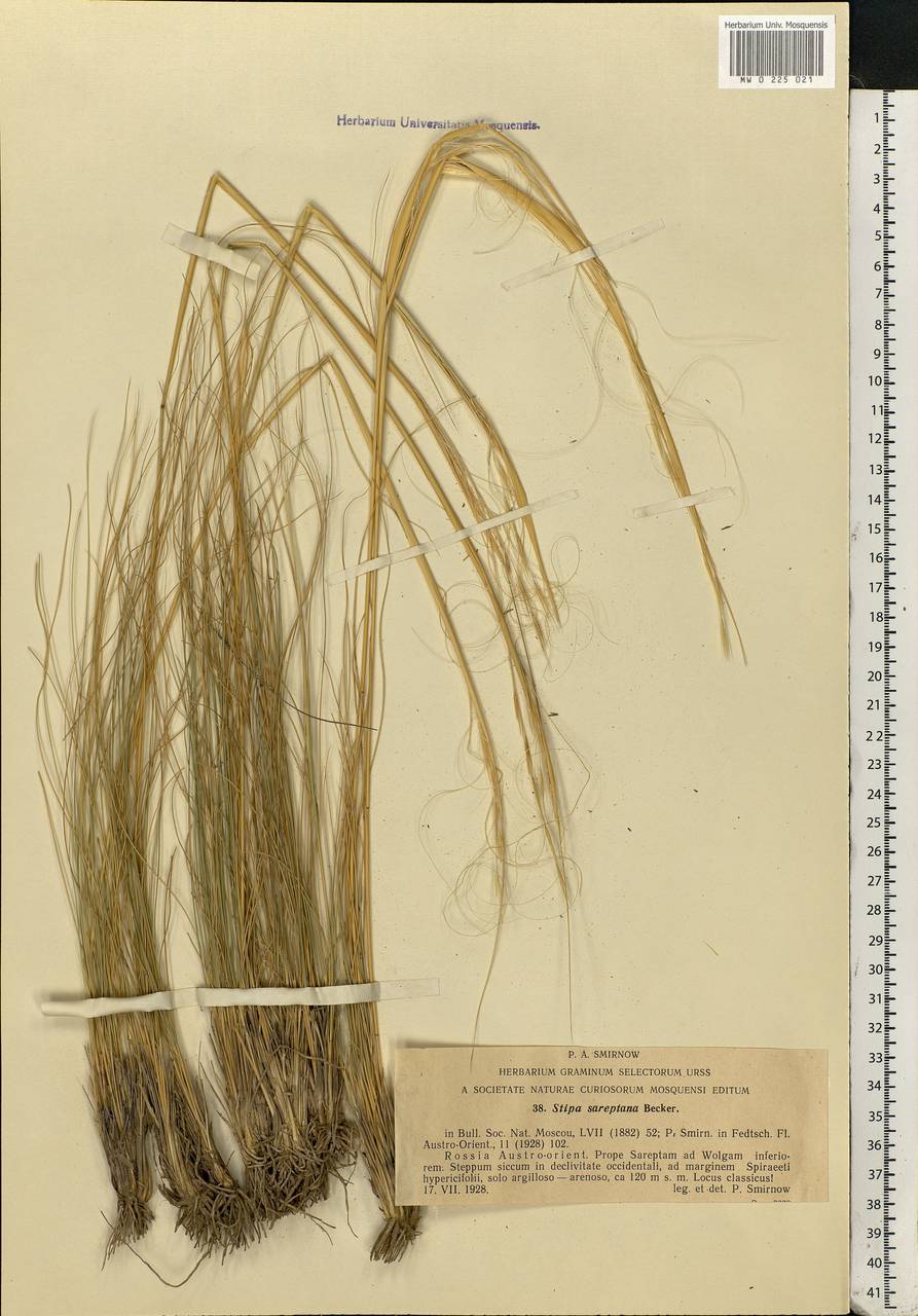 Stipa sareptana A.K.Becker, Eastern Europe, Lower Volga region (E9) (Russia)
