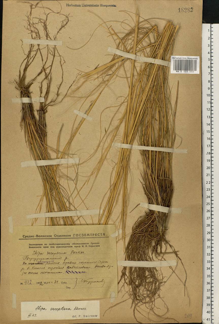 Stipa sareptana A.K.Becker, Eastern Europe, Eastern region (E10) (Russia)