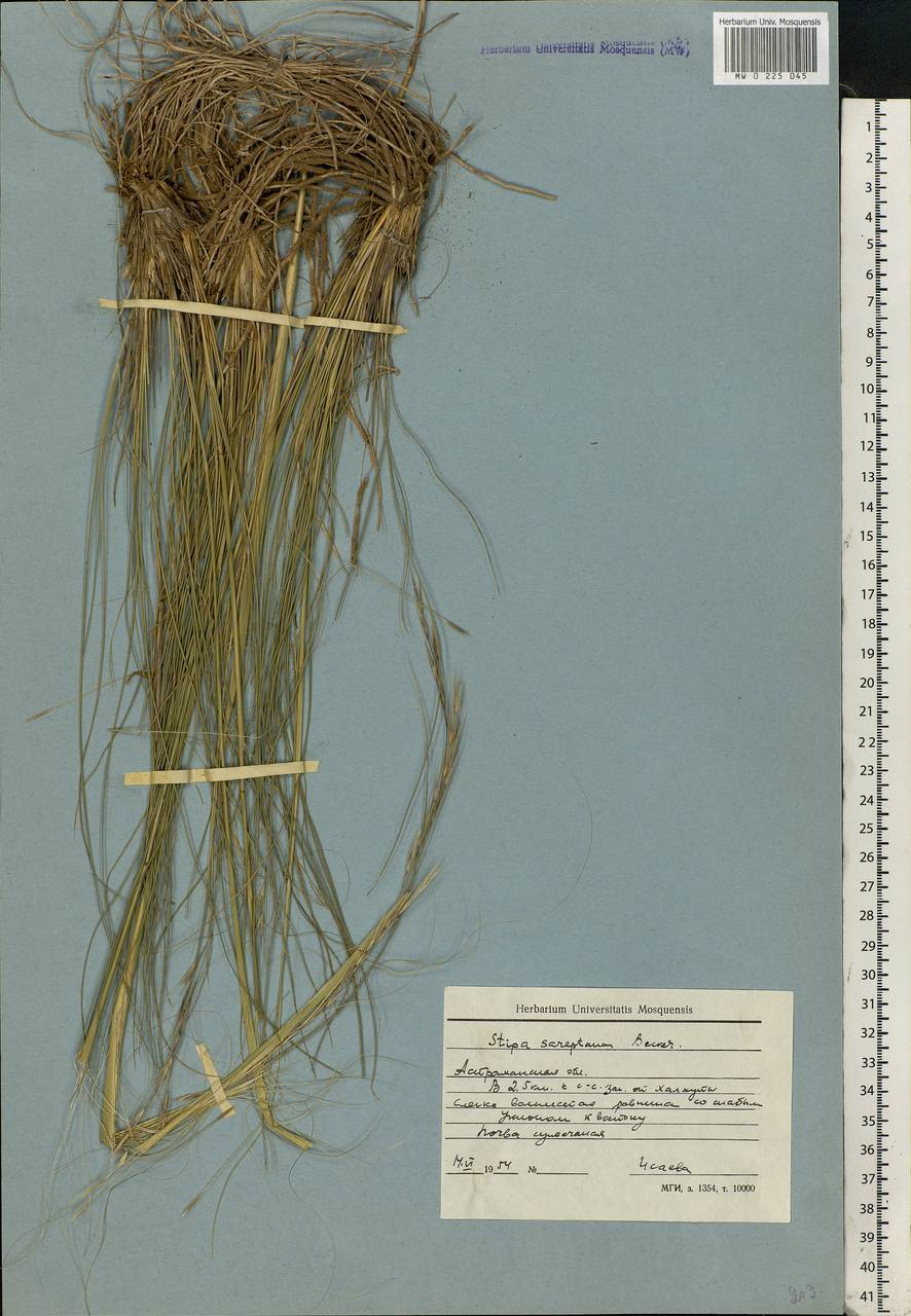 Stipa sareptana Beck, Eastern Europe, Lower Volga region (E9) (Russia)